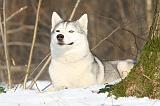 SIBERIAN HUSKY 166